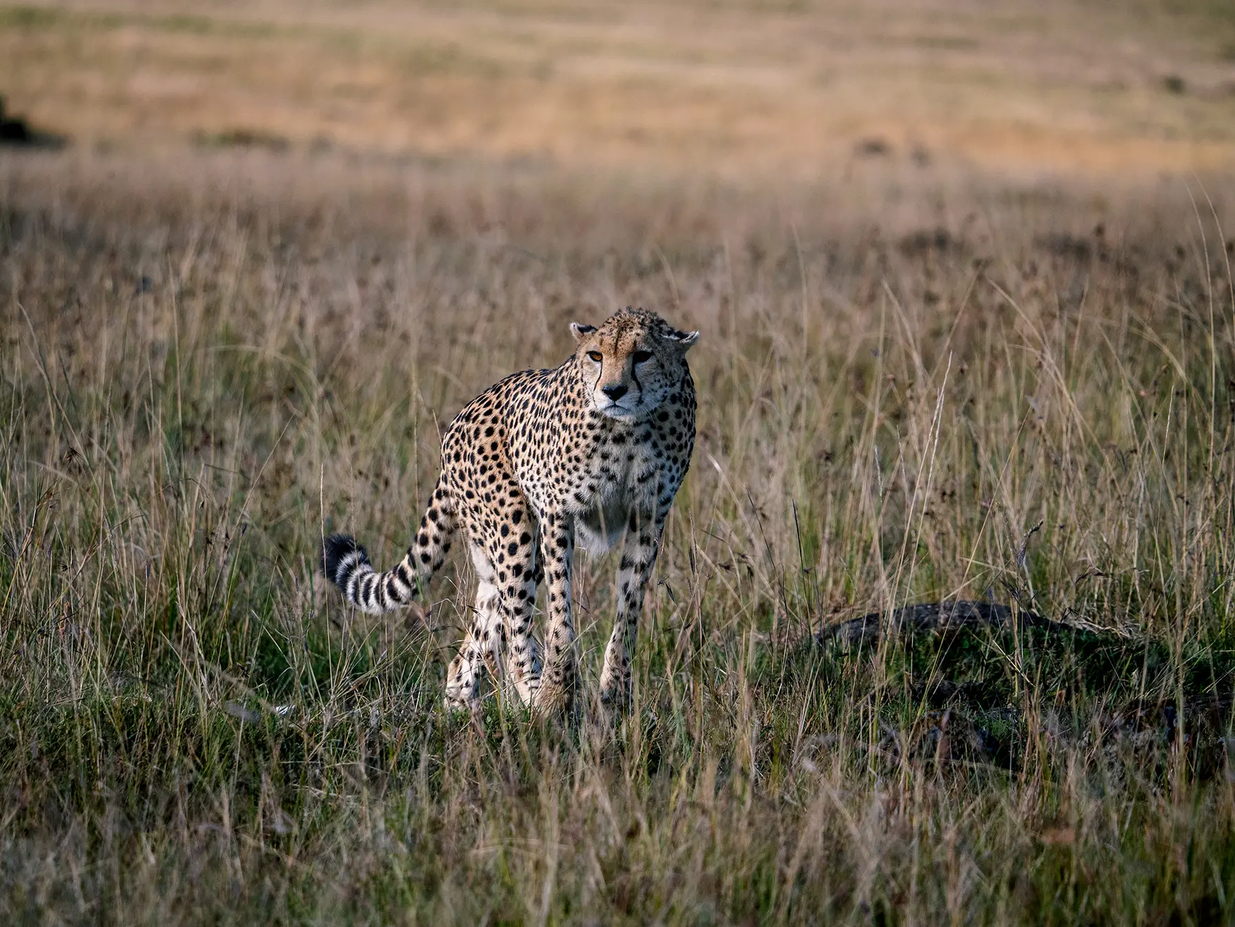 A cheetah standing alert in dry savanna grass on safari in Serengeti National Park, Tanzania