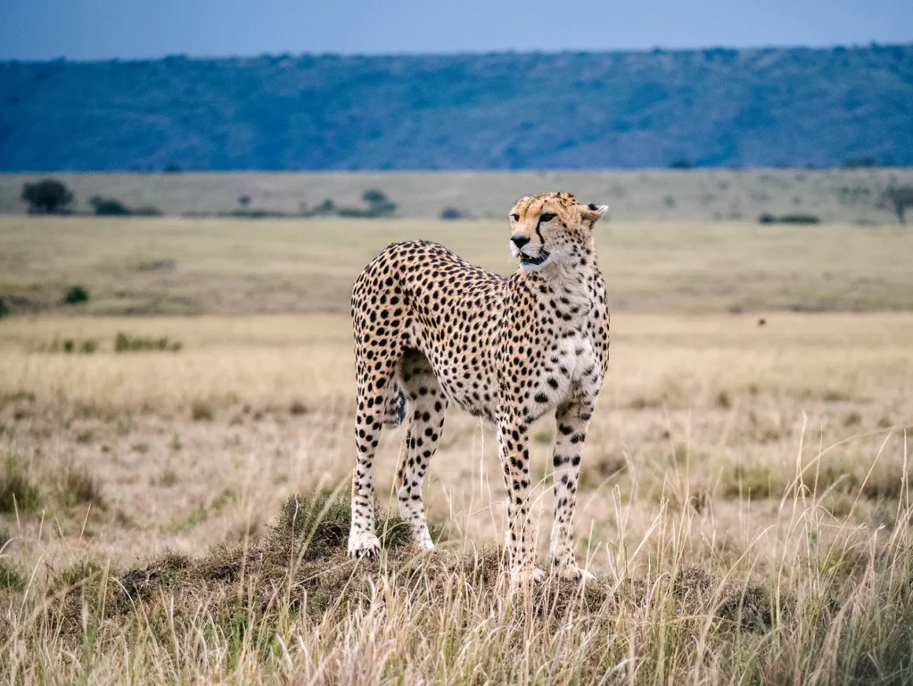 A cheetah standing on open grassland plains on safari in Serengeti National Park, Tanzania