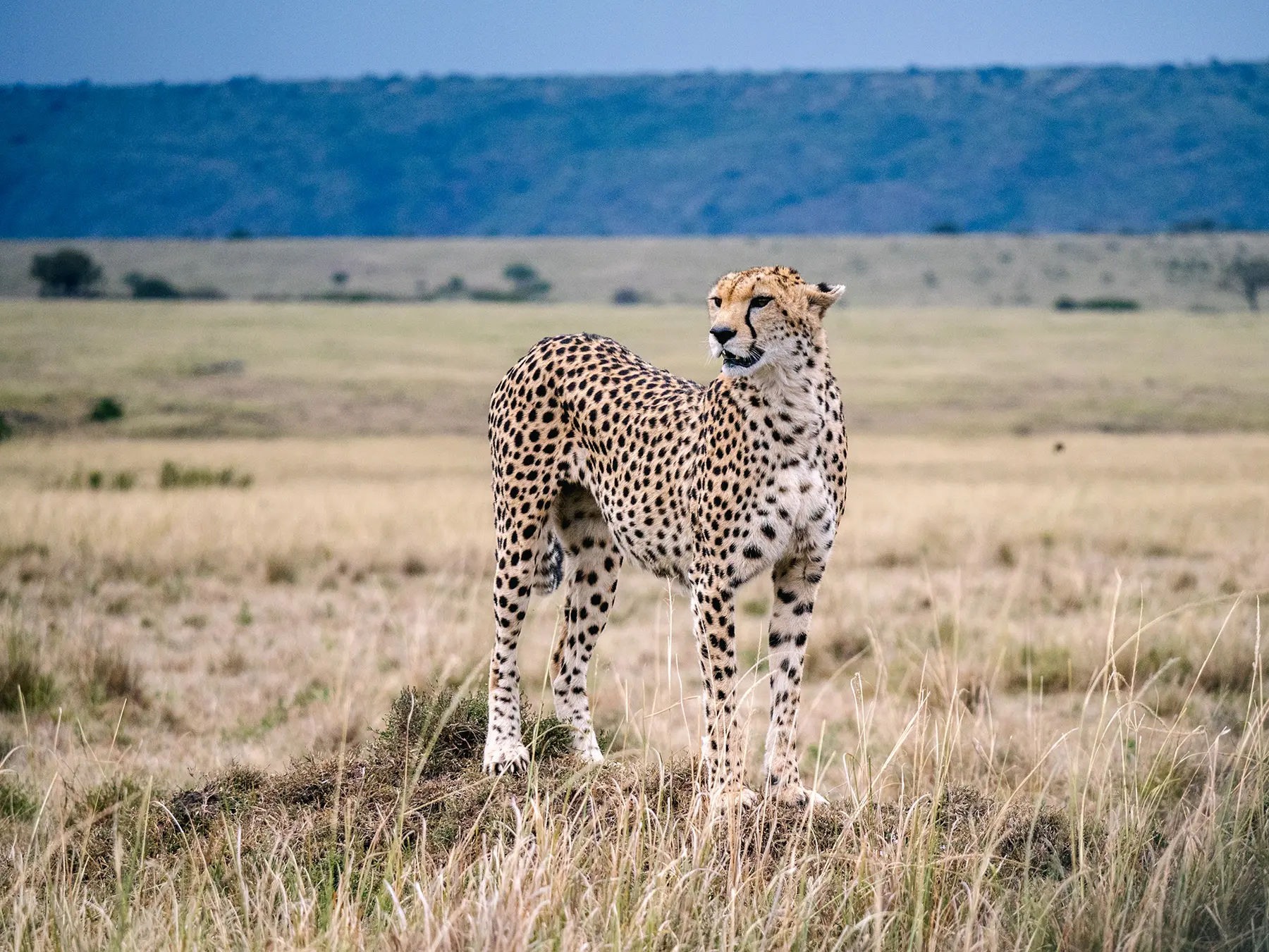A cheetah standing on open grassland plains on safari in Serengeti National Park, Tanzania