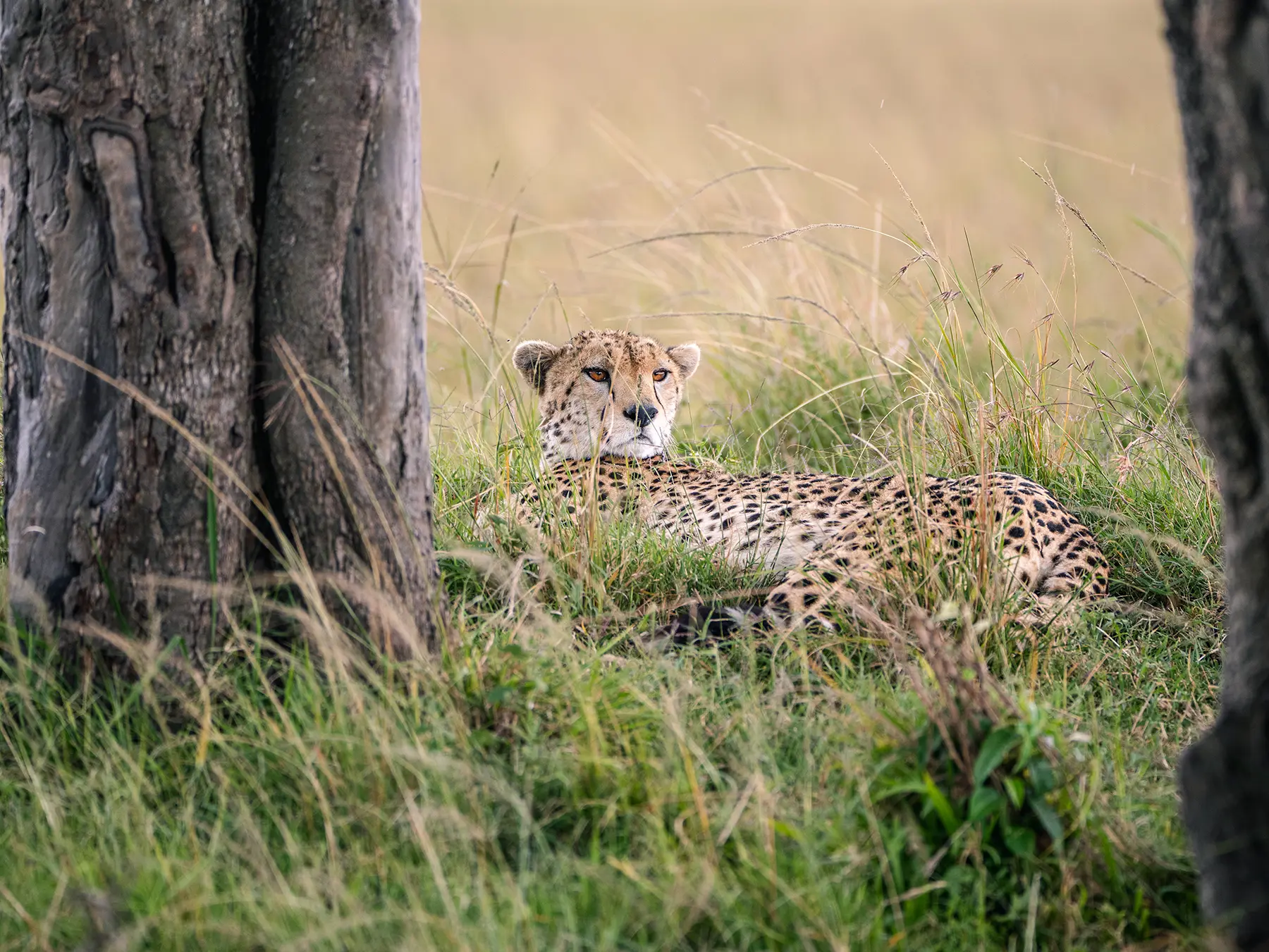 A cheetah resting in tall grass beside a tree trunk on safari in Serengeti National Park, Tanzania