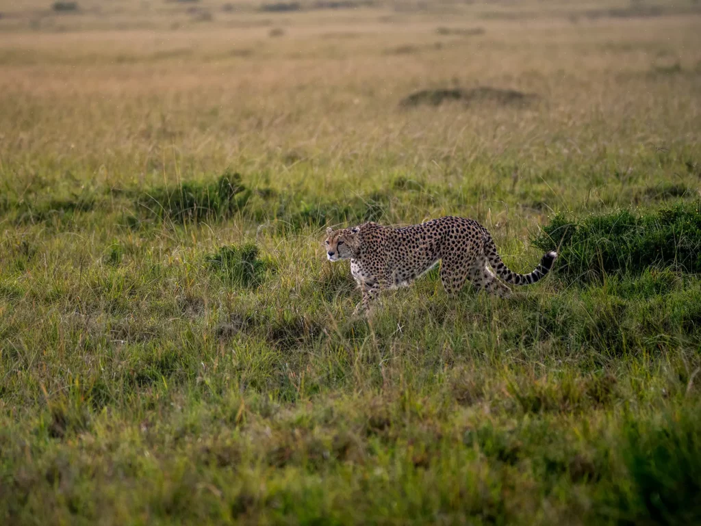 A cheetah walking through open green grass on the Serengeti plains on safari in Serengeti National Park, Tanzania