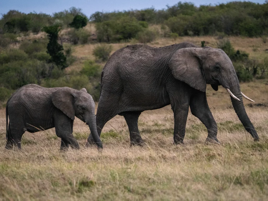 A young elephant calf walking alongside an adult elephant on safari in Serengeti National Park, Tanzania