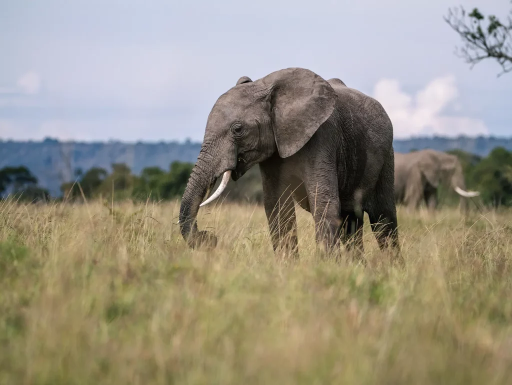 An African elephant walking through tall golden grass on safari in Serengeti National Park, Tanzania