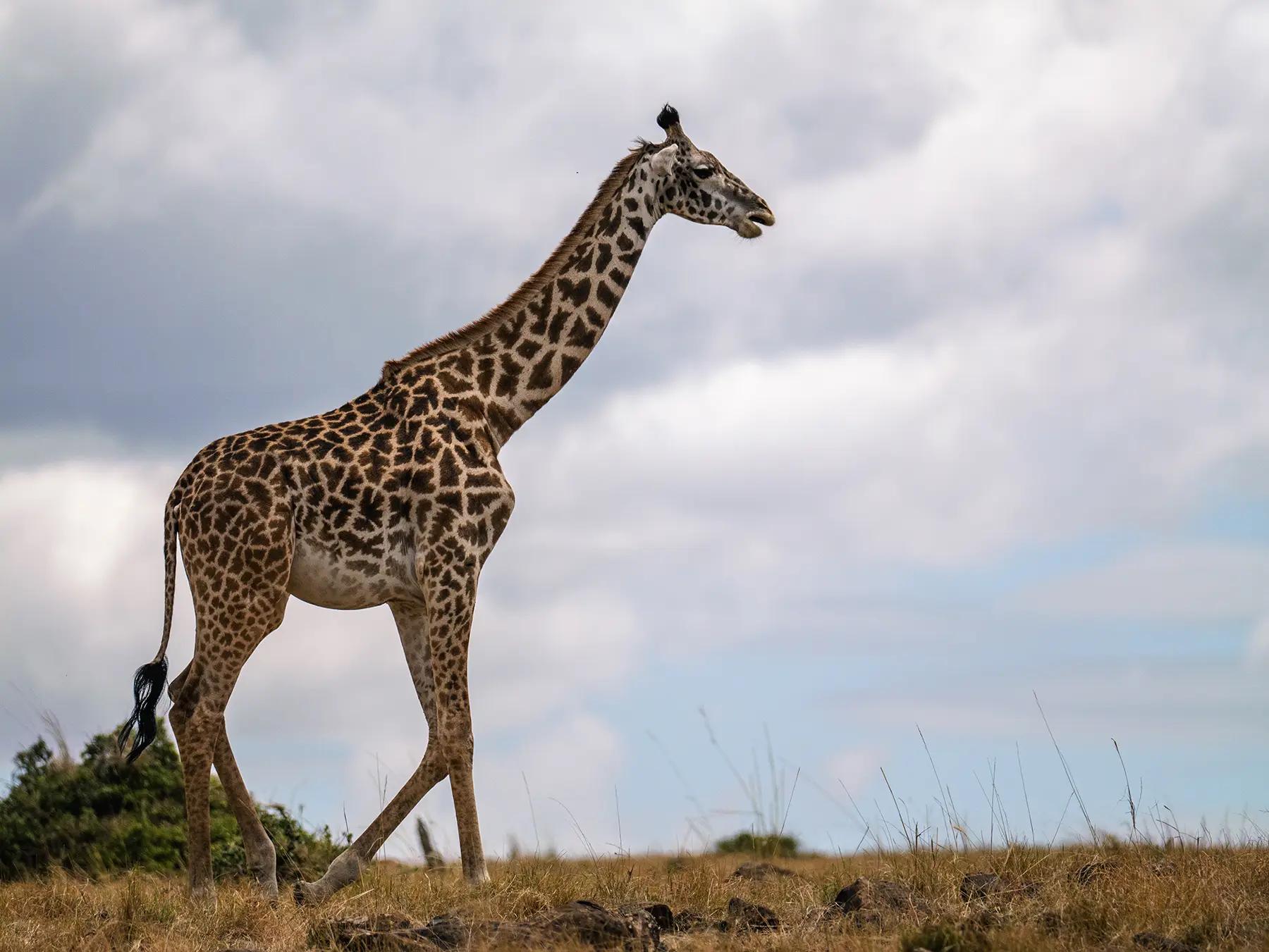A giraffe walking along a ridgeline against a dramatic cloudy sky on safari in Serengeti National Park, Tanzania