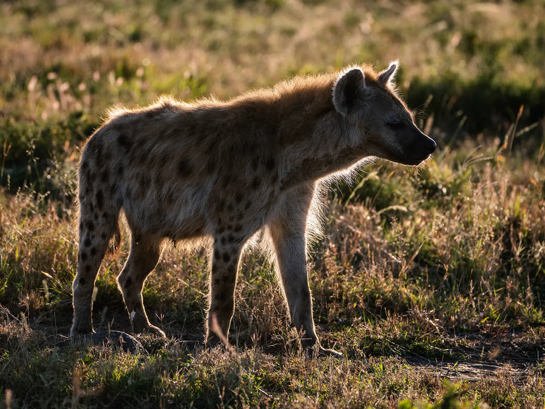 A spotted hyena walking through dry grass in golden light on safari in Serengeti National Park, Tanzania