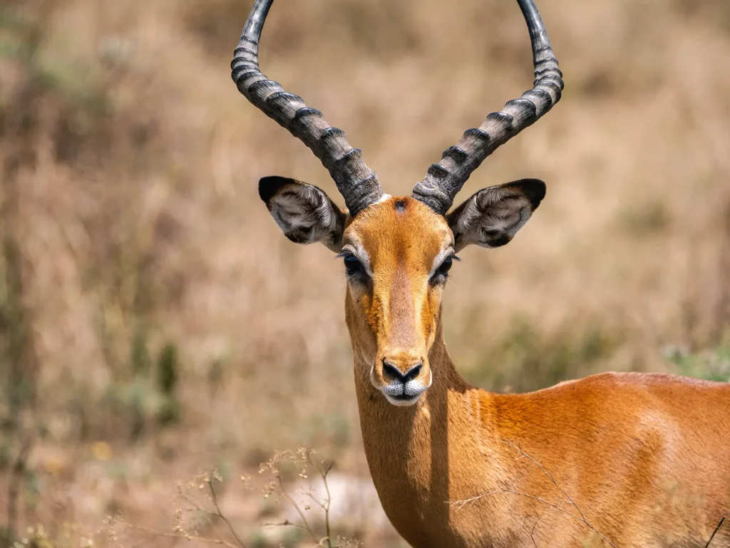 A male impala with long curved horns looking directly at the camera on safari in Serengeti National Park, Tanzania