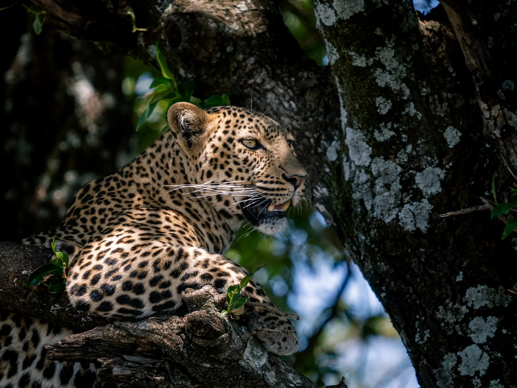 Close-up of a leopard resting on a branch in dappled light on safari in Serengeti National Park, Tanzania