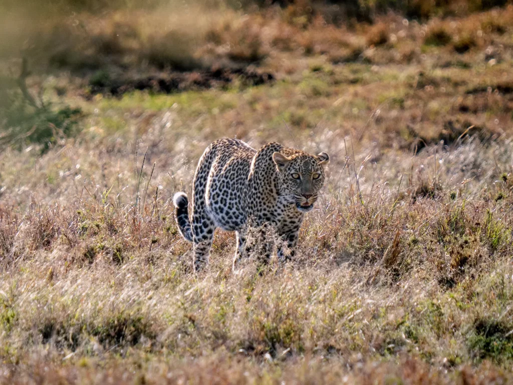 A leopard walking through dry grass on safari in Serengeti National Park, Tanzania