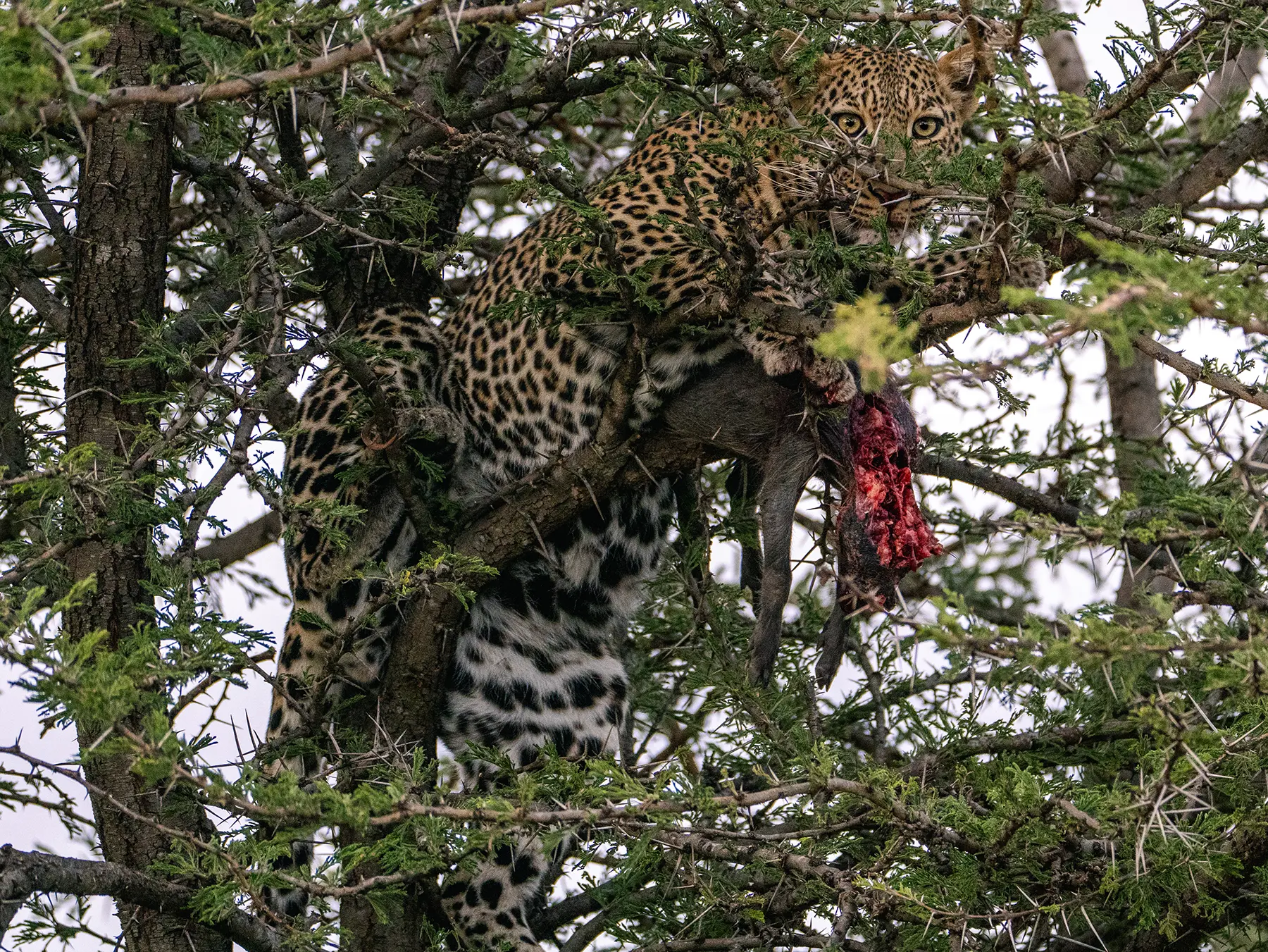 A leopard with a kill hoisted up in an acacia tree on safari in Serengeti National Park, Tanzania