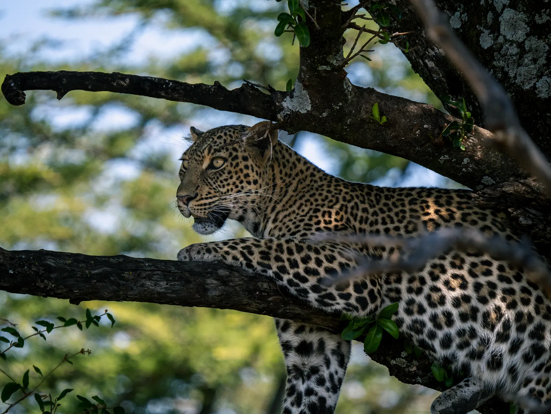 A leopard resting on a branch in a tree on safari in Serengeti National Park, Tanzania