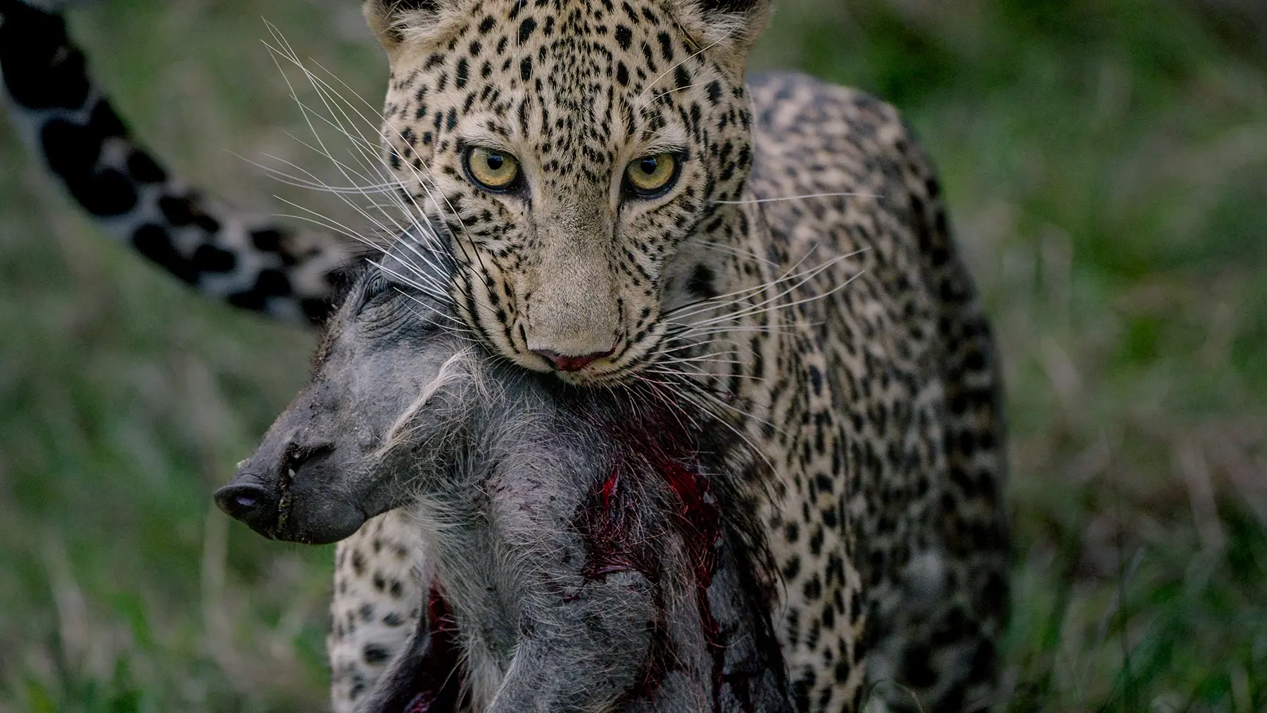 A leopard carrying a fresh kill through the grass on safari in Serengeti National Park, Tanzania