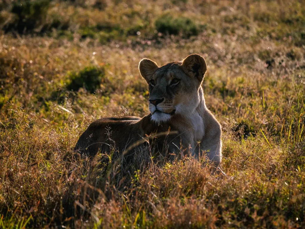 A lioness resting in golden hour light in long grass on safari in Serengeti National Park, Tanzania