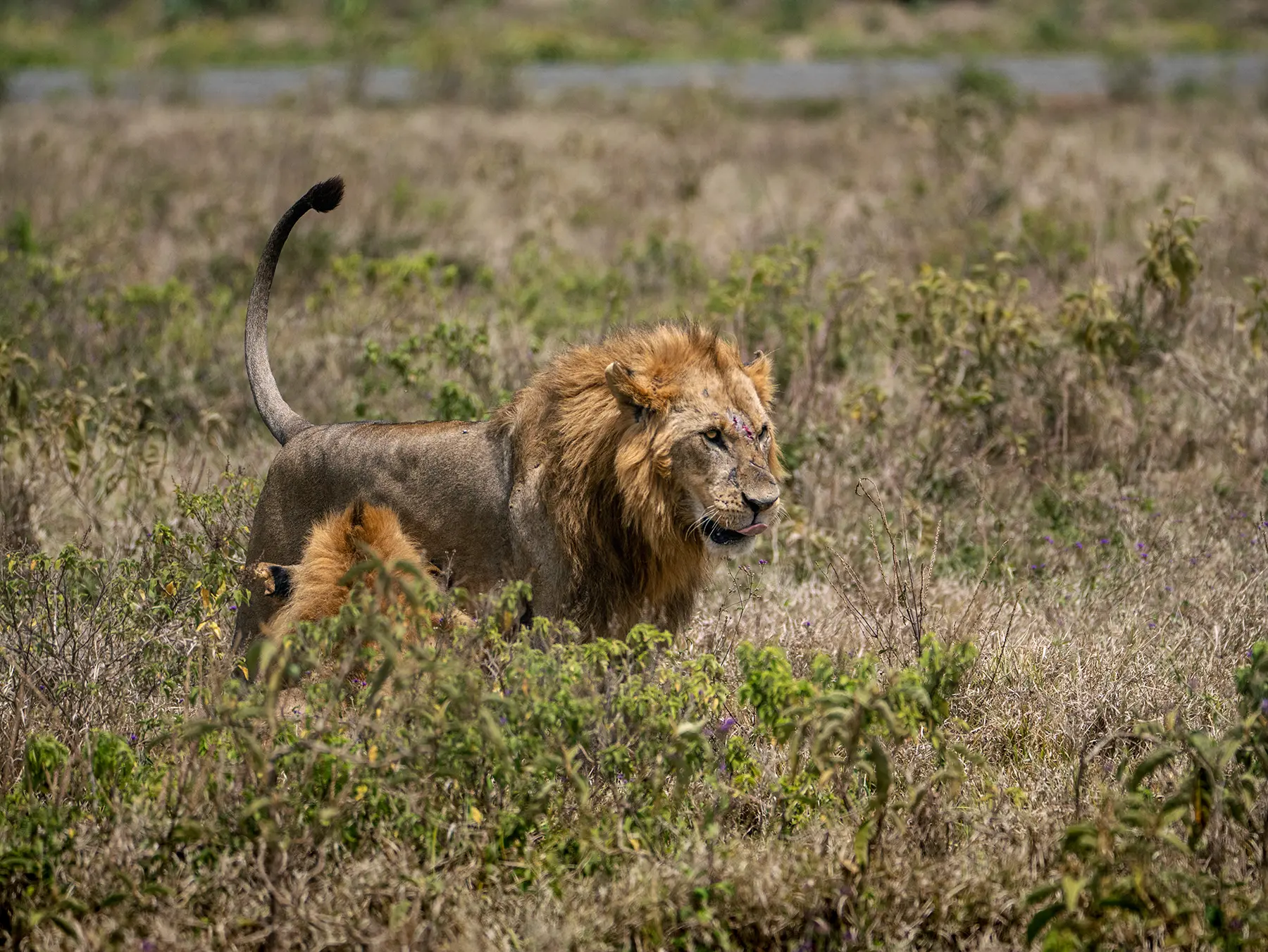 A male lion striding through open scrubland on safari in Serengeti National Park, Tanzania