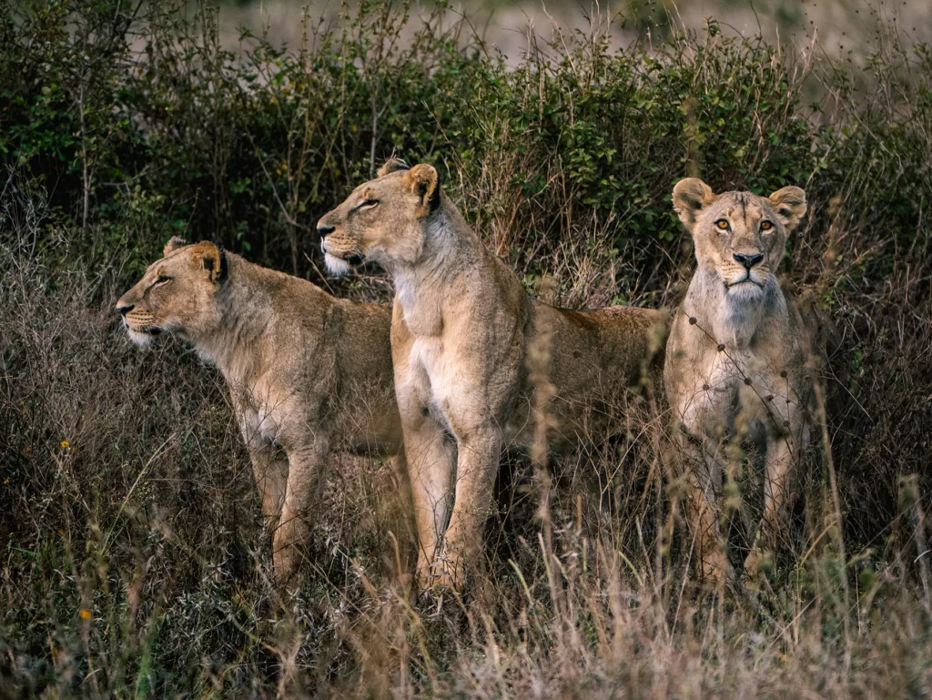 Three lionesses standing alert in scrub bush on safari in Serengeti National Park, Tanzania