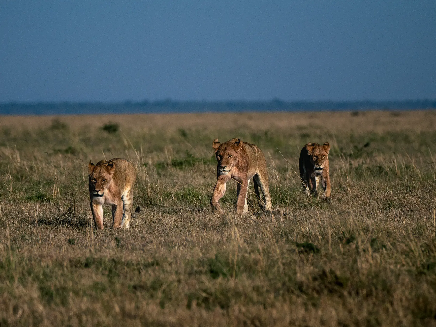 Three lionesses walking in line across open plains on safari in Serengeti National Park, Tanzania