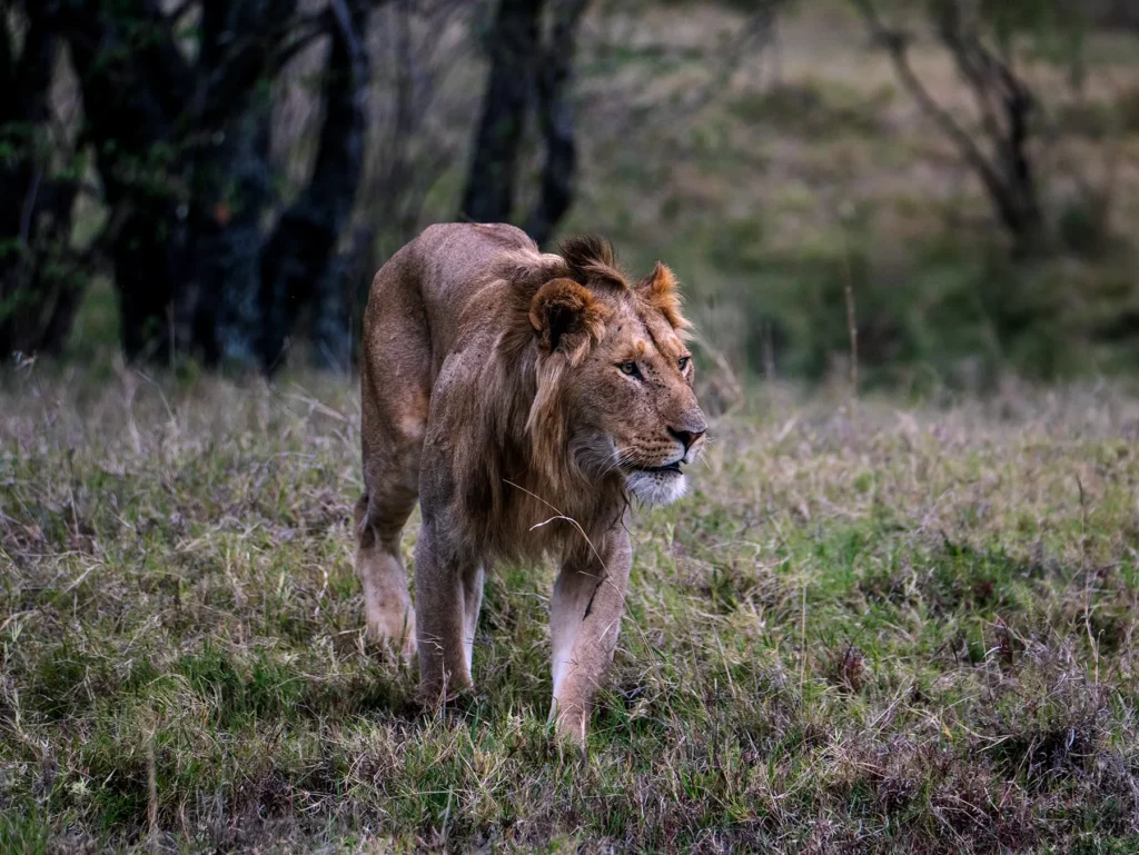 A young male lion walking through woodland on safari in Serengeti National Park, Tanzania