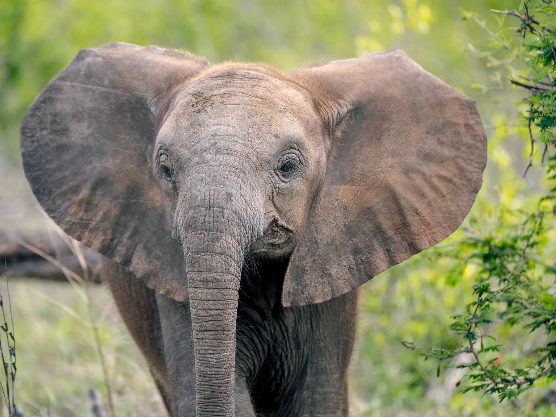 Young elephant facing the camera with ears spread on safari in Serengeti National Park, Tanzania