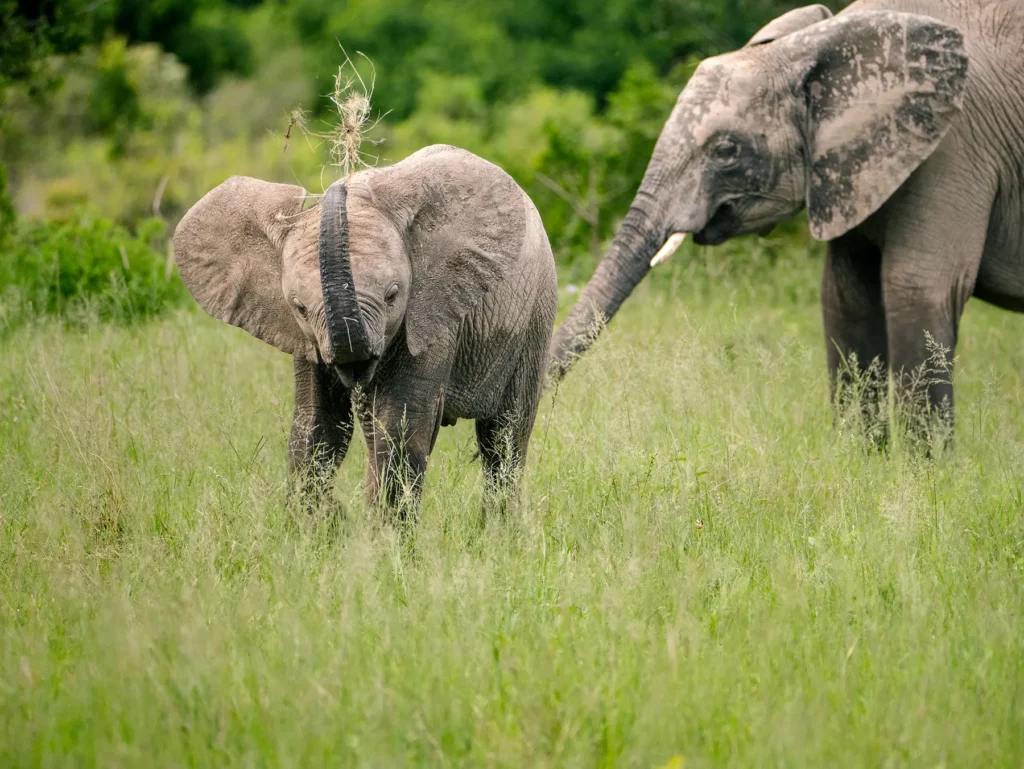 A baby elephant tossing grass with its trunk while standing beside its mother on safari in Serengeti National Park, Tanzania