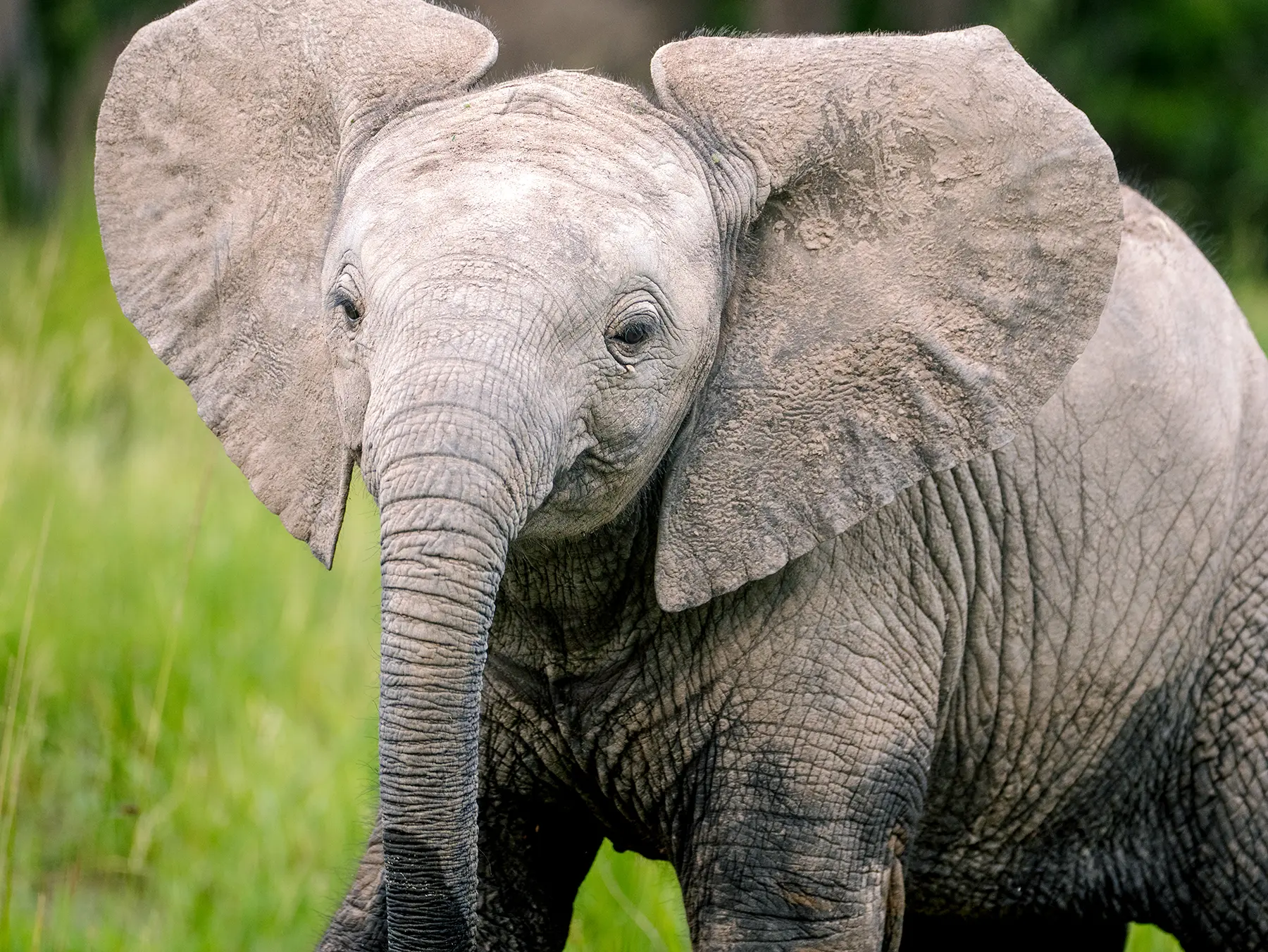 A baby elephant facing the camera with ears spread wide on safari in Serengeti National Park, Tanzania
