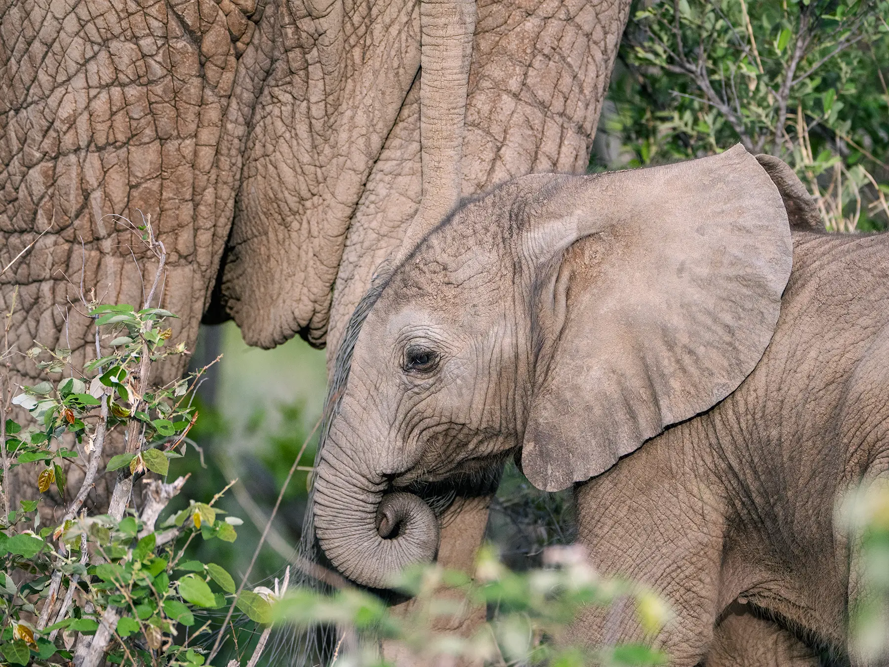 Young elephant calf sheltering beside its mother on safari in Serengeti National Park, Tanzania