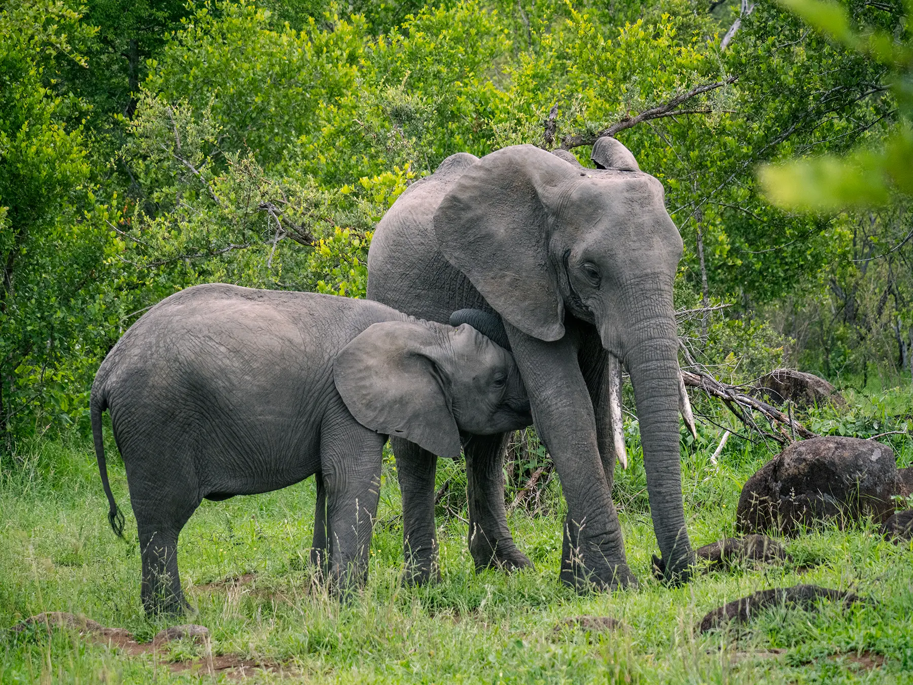 An elephant mother standing with her young calf in lush green bush on safari in Serengeti National Park, Tanzania