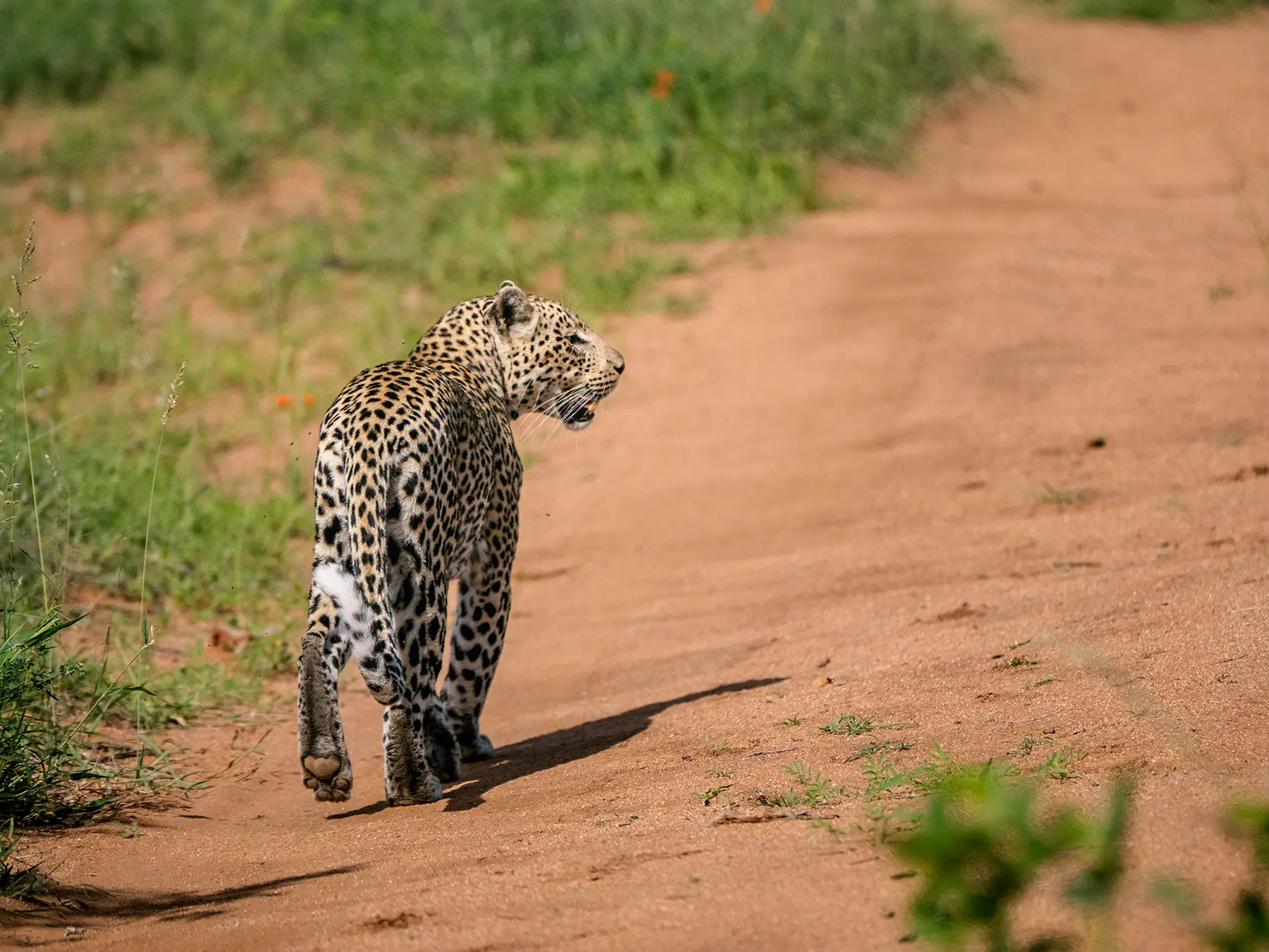 Leopard walking along a red dirt road on safari in Serengeti National Park, Tanzania