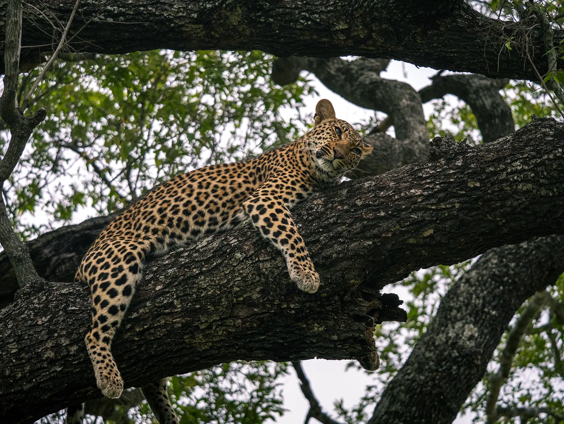 A leopard lying draped across a tree branch with legs hanging down on safari in Serengeti National Park, Tanzania