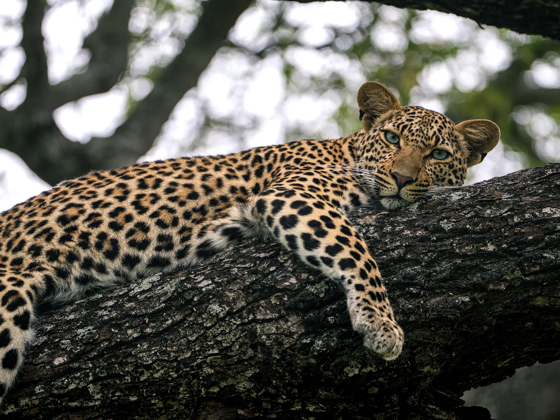 A leopard draped over a tree branch looking directly at the camera on safari in Serengeti National Park, Tanzania
