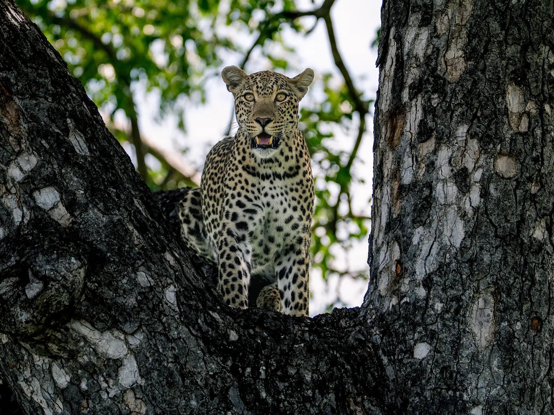 Leopard sitting upright in a tree fork looking directly at the camera on safari in Serengeti National Park, Tanzania