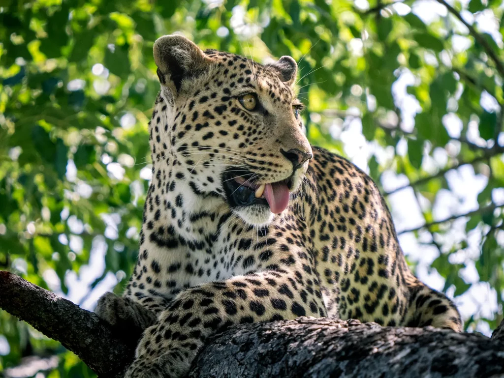 A leopard sitting in a tree with its mouth open against a bright green canopy on safari in Serengeti National Park, Tanzania