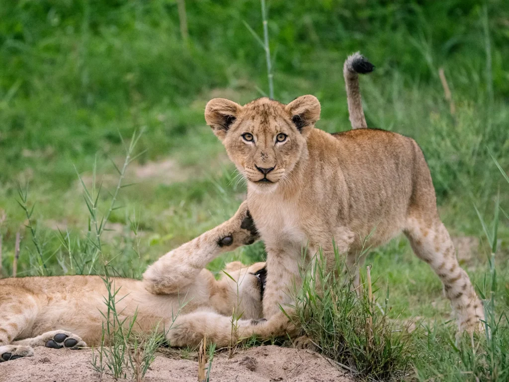 Young lion cub standing over a sibling and looking directly at the camera on safari in Serengeti National Park, Tanzania