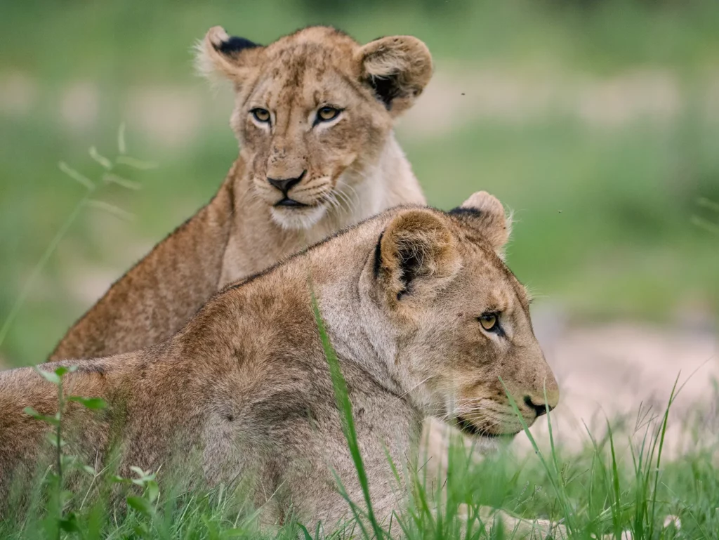 A lioness and her older cub resting together in green grass on safari in Serengeti National Park, Tanzania