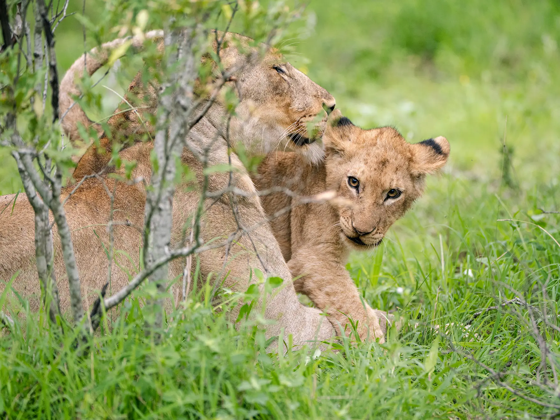 Lioness resting with her cubs in green grass on safari in Serengeti National Park, Tanzania