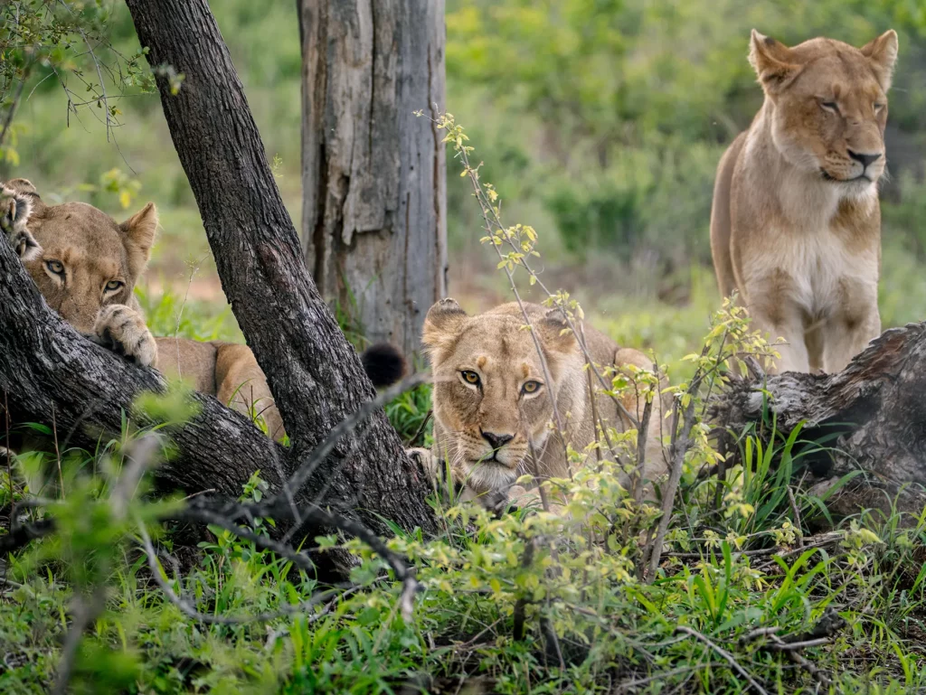 Three lionesses peering over a fallen log on safari in Serengeti National Park, Tanzania