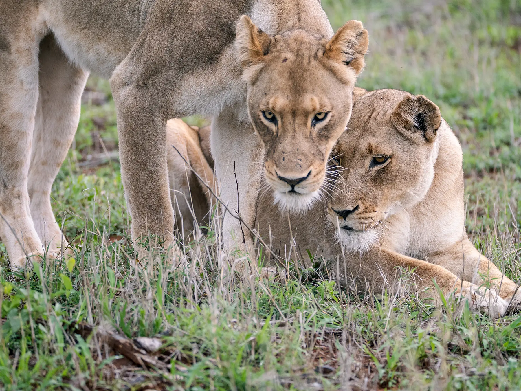 Two lionesses greeting each other by rubbing heads on safari in Serengeti National Park, Tanzania