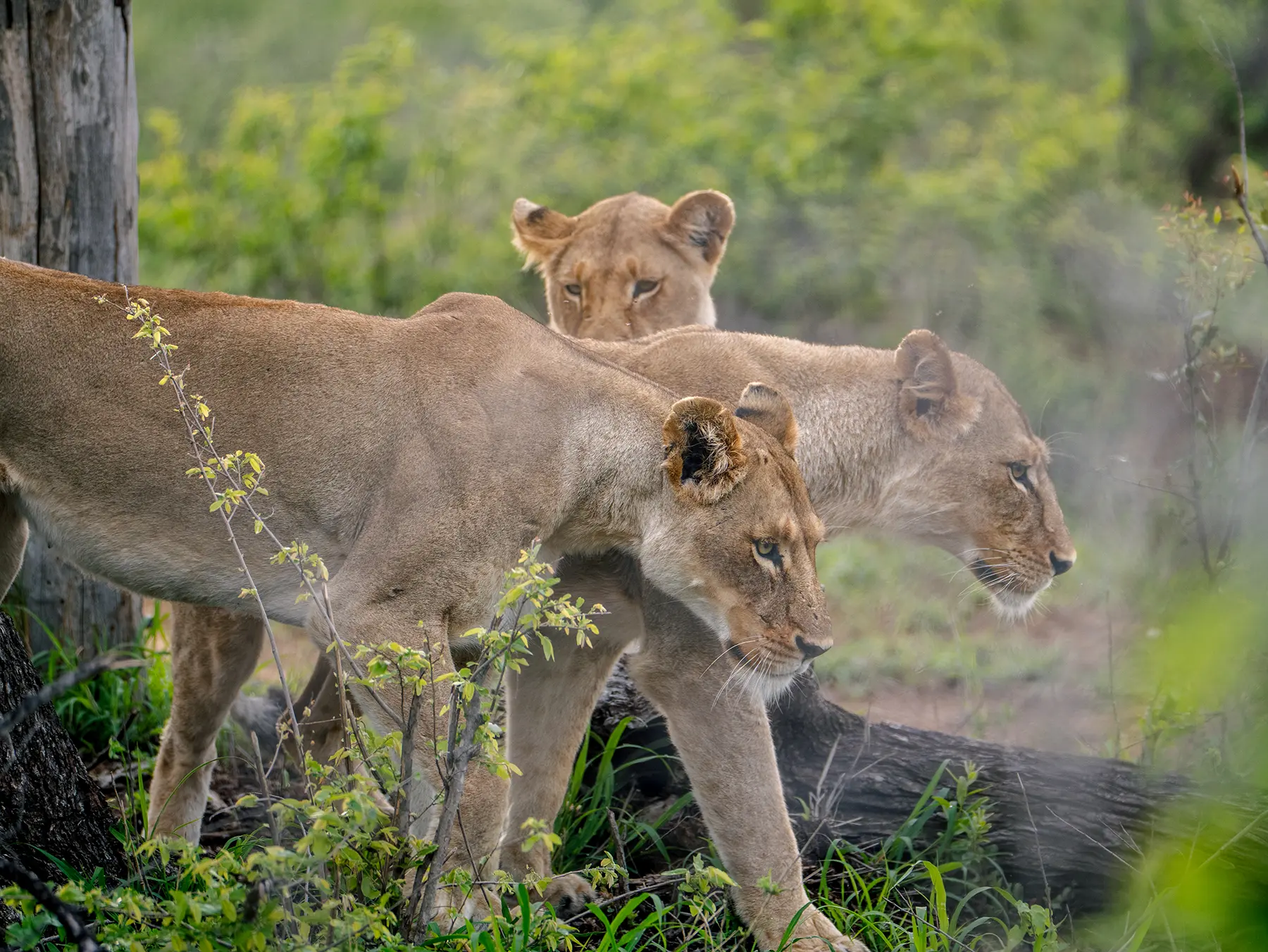 Three lionesses walking side by side through green bush on safari in Serengeti National Park, Tanzania