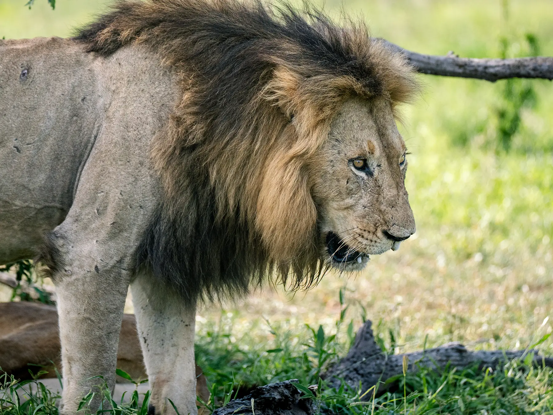 Male lion with a dark mane walking with his head lowered on safari in Serengeti National Park, Tanzania