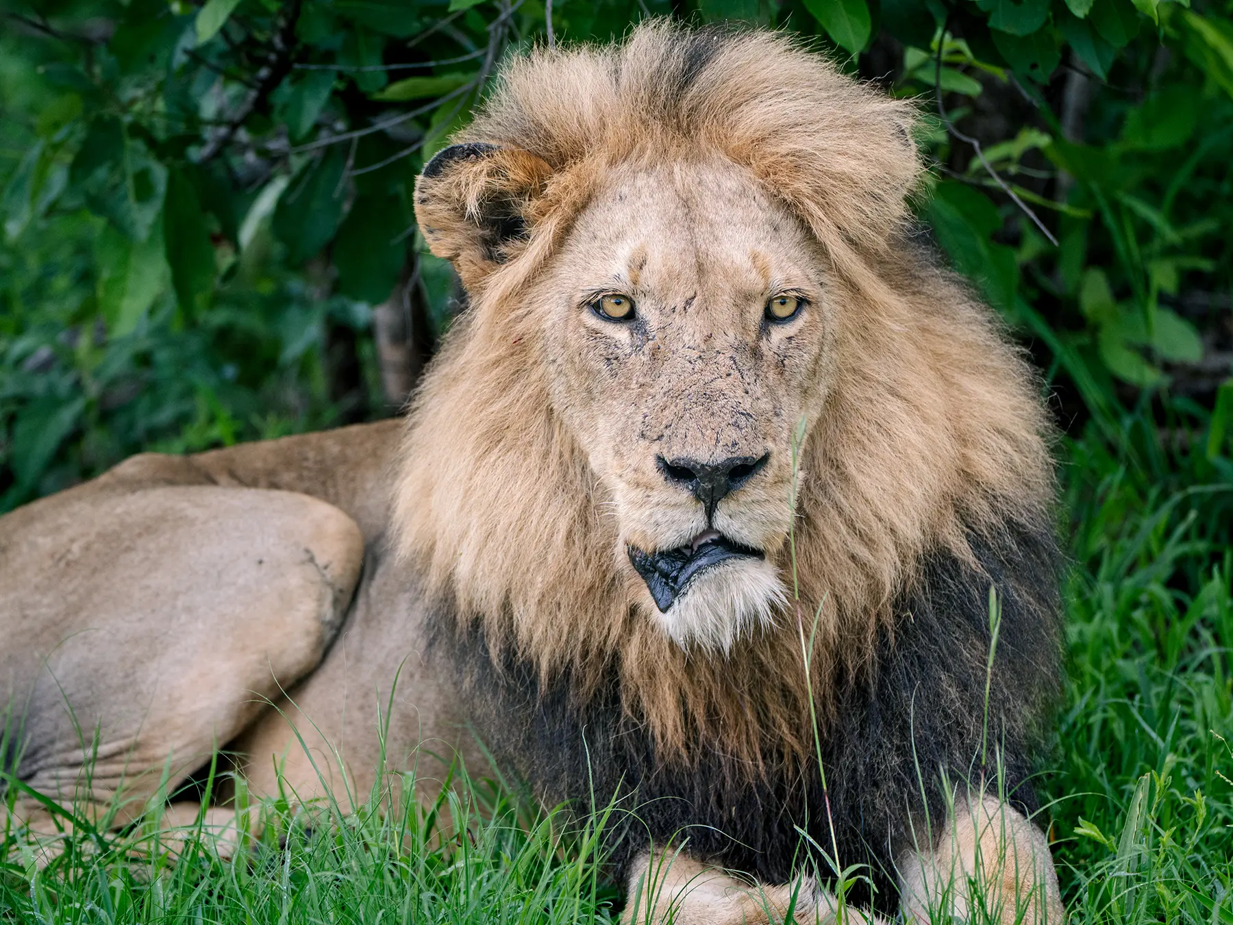 Male lion with a full mane lying in green grass on safari in Serengeti National Park, Tanzania