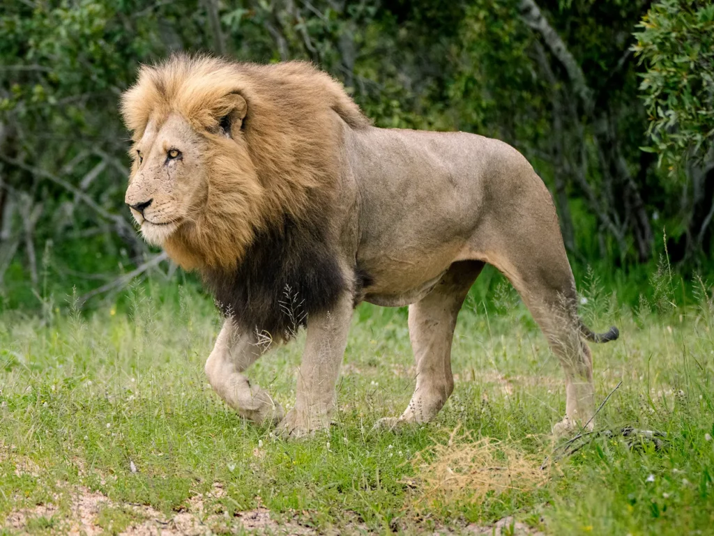 Male lion with a full dark mane walking through green grass on safari