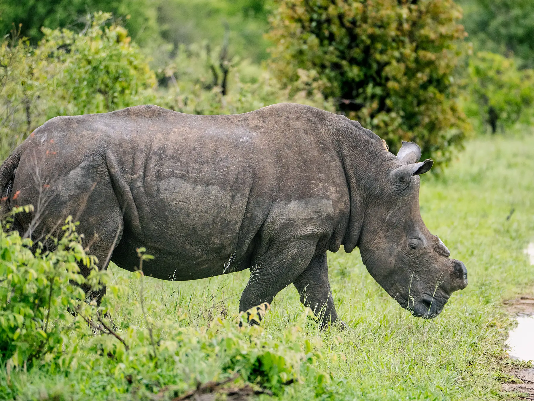 White rhino walking through green bush on safari in Serengeti National Park, Tanzania