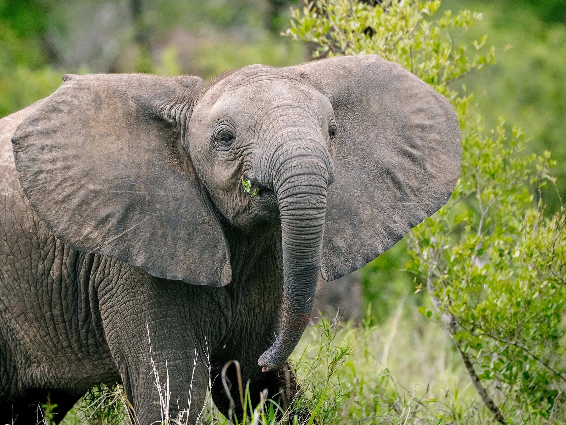 A young elephant with ears flared eating green vegetation on safari in Serengeti National Park, Tanzania