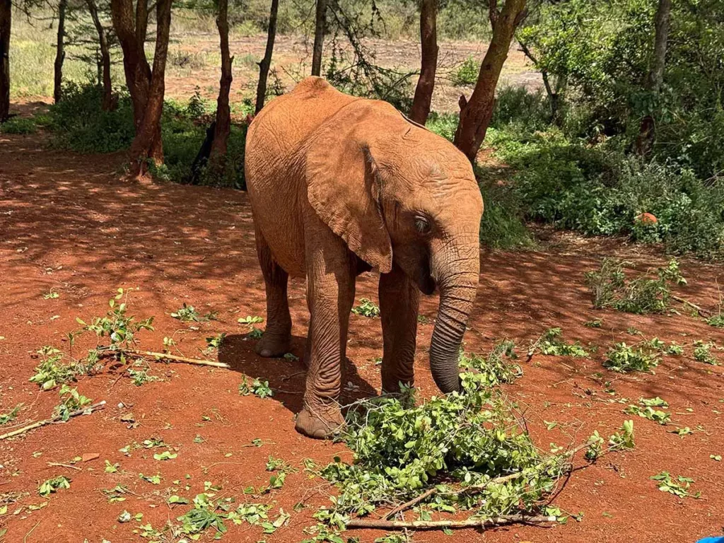 Conservation elephant calf