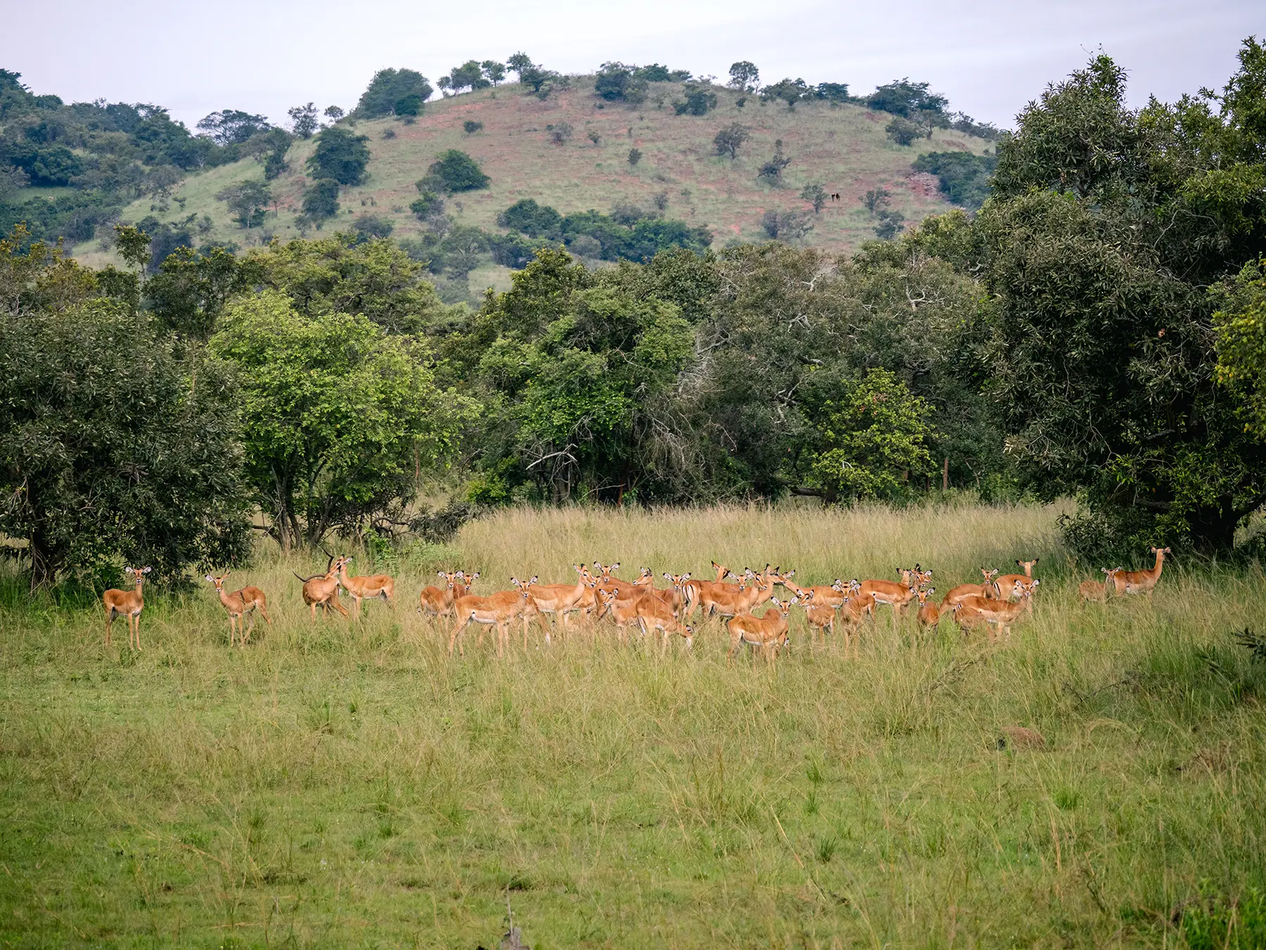 A large Impala herd grazing on the green plains on safari in South Akagera, Rwanda