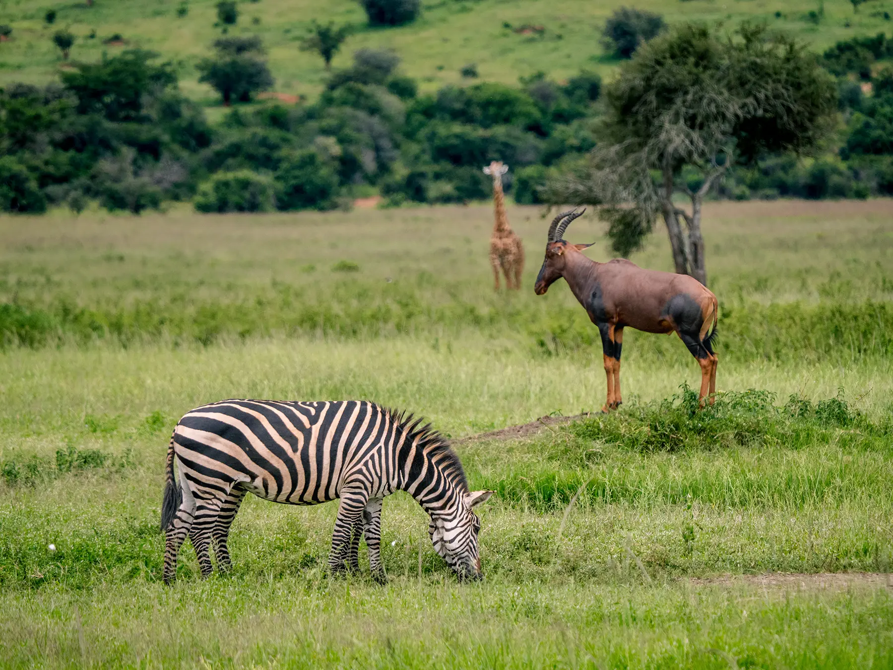 A Topi and zebra on green plains with a distant giraffe on safari in The South, Akagera National Park, Rwanda