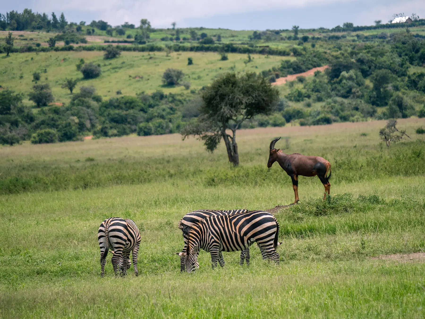 A Topi and three zebras grazing together on green plains on safari in The South, Akagera National Park, Rwanda