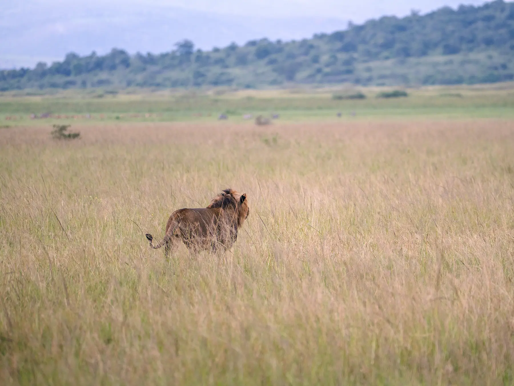 Male lion walking through tall dry grass with hills behind on safari in North Akagera, Rwanda