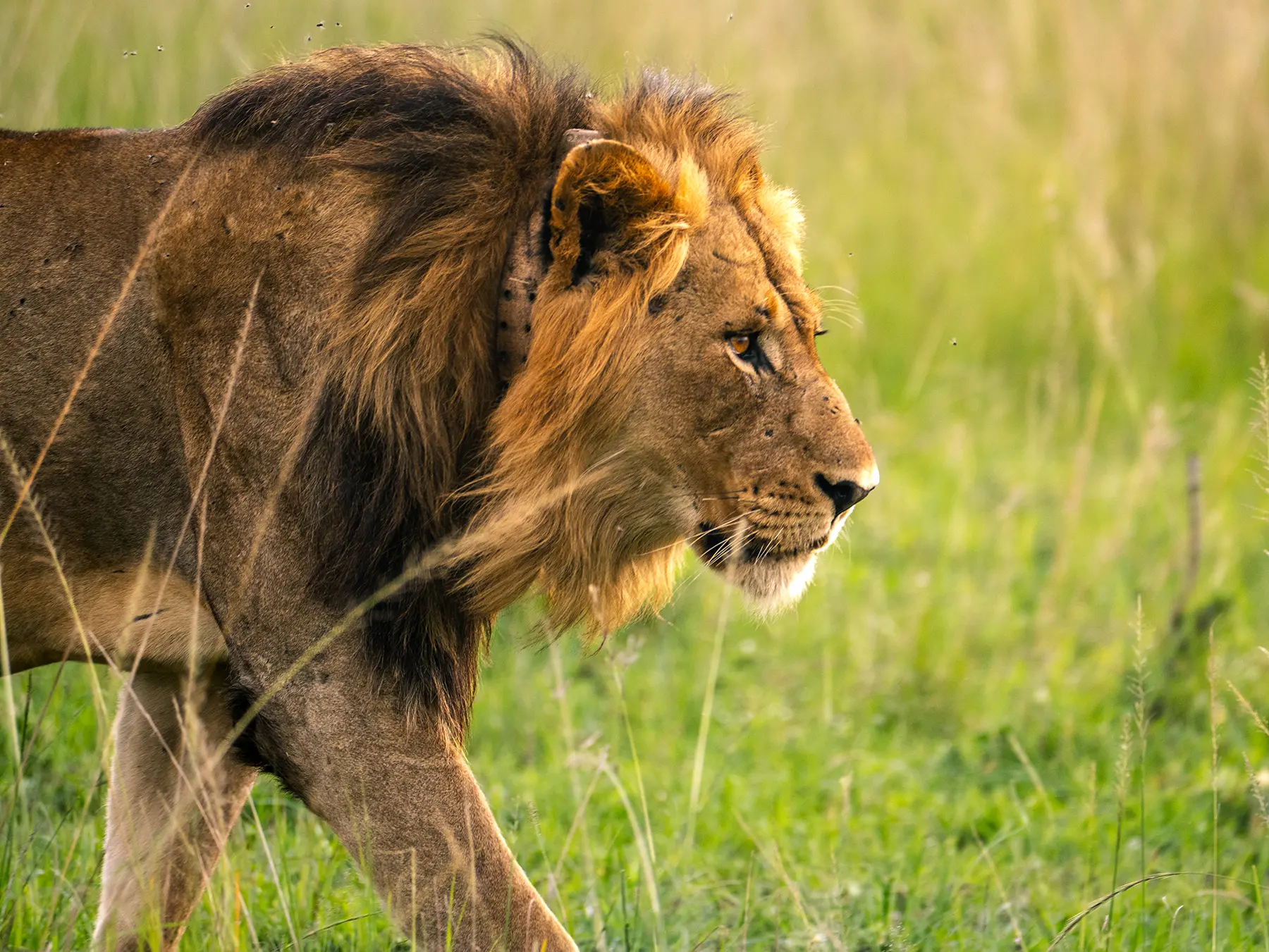Close portrait of male lion with full mane on safari in North Akagera, Rwanda