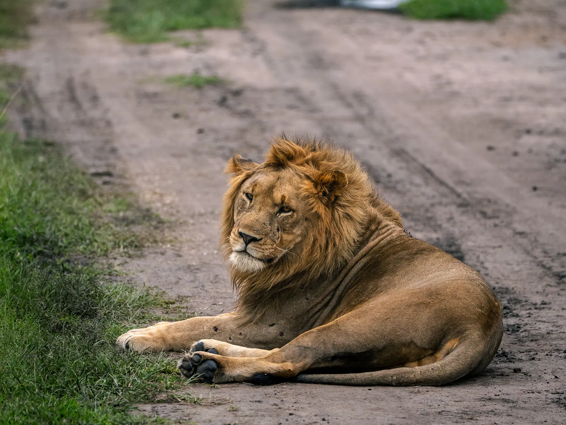 Male lion lying on a dirt track looking ahead on safari in North Akagera, Rwanda