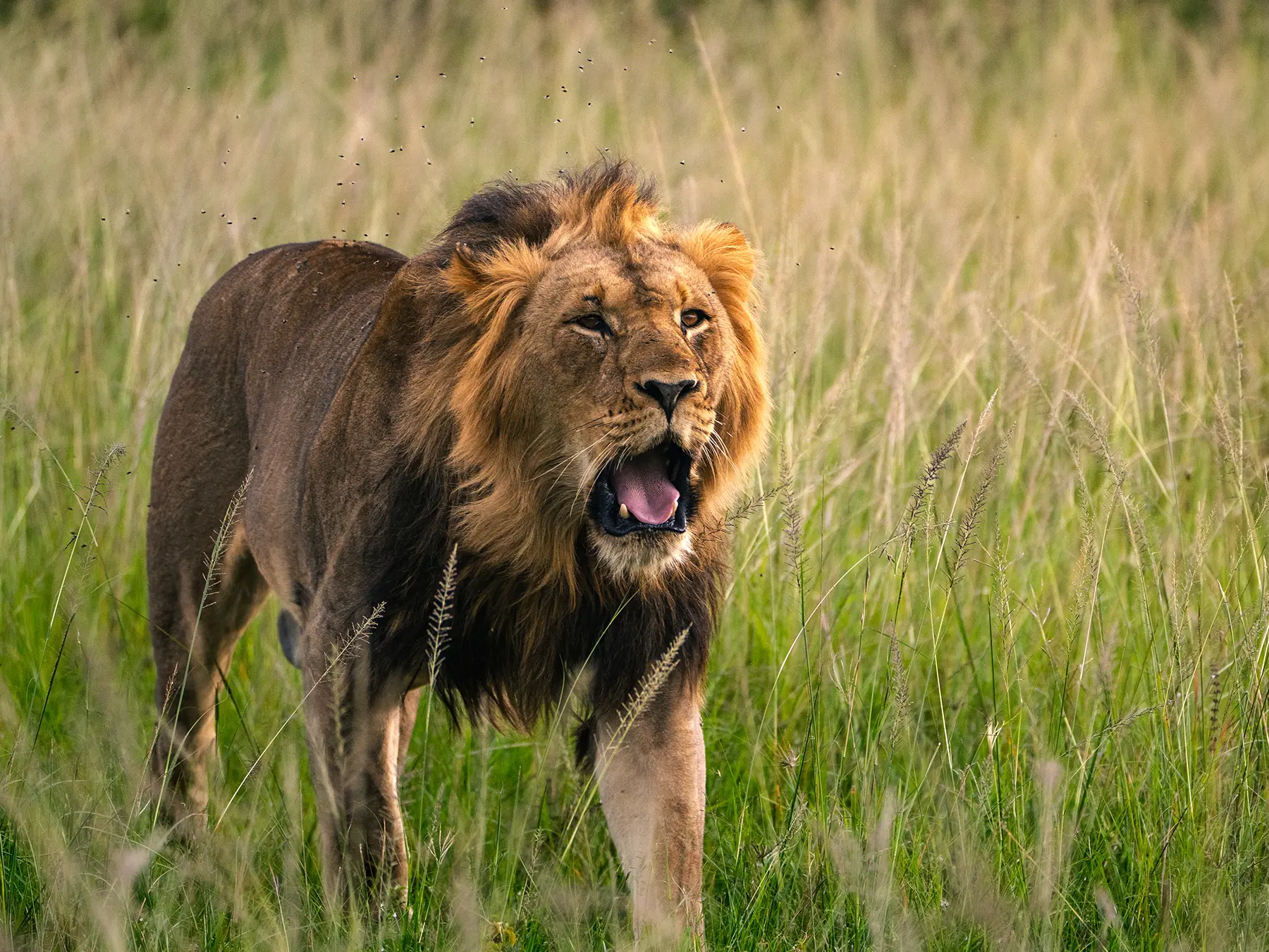 Male lion with mouth open standing in tall grass on safari in North Akagera, Rwanda