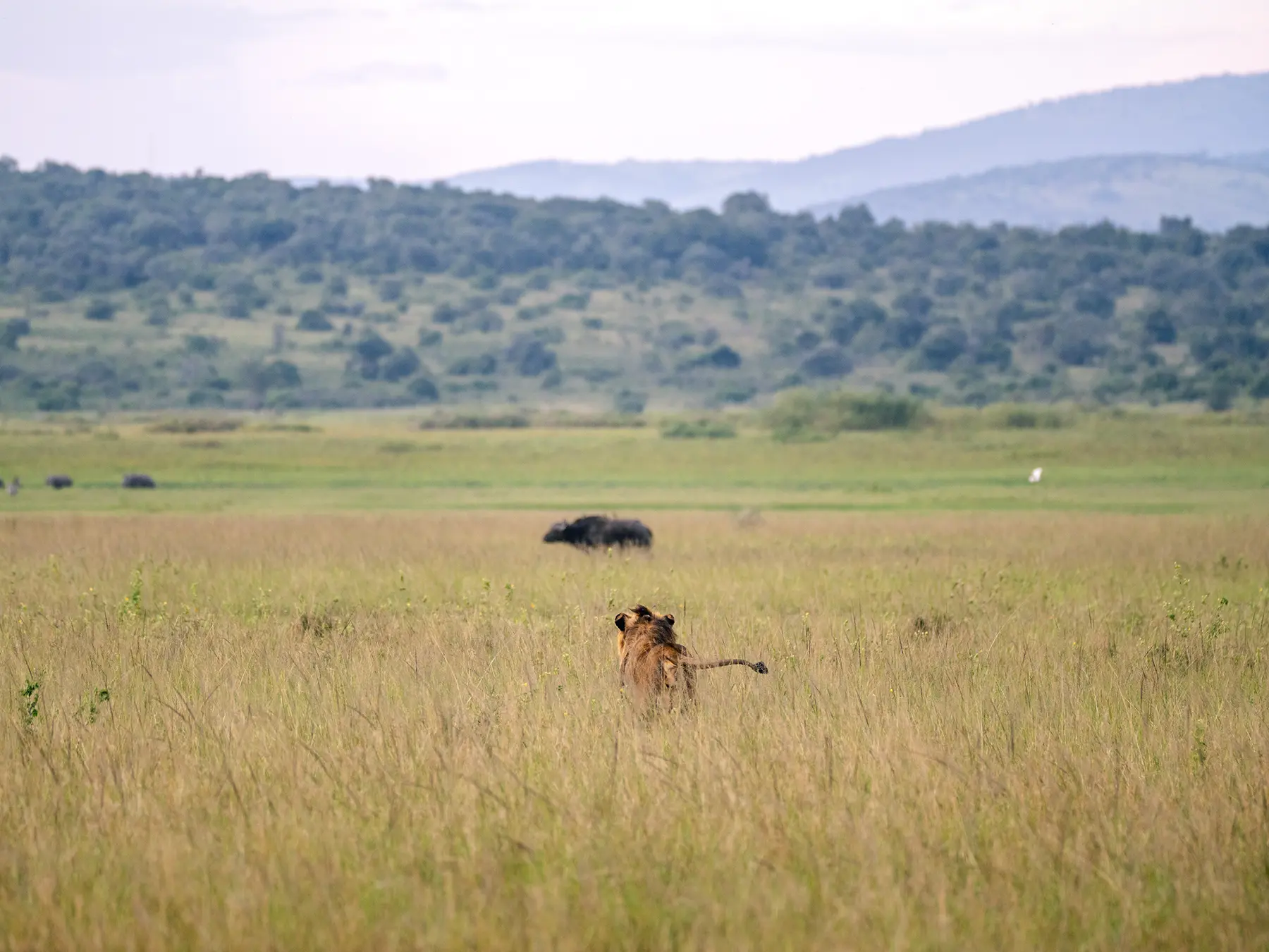 Young male lion walking through long savanna grass with buffalo and hills behind on safari in North Akagera, Rwanda